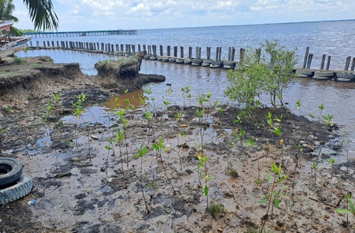 PT KPI RU II Dumai melalui program Serumpun Paman Bahri menginisiasi pembuatan dermaga, APO, dan penanaman mangrove (foto/riki)